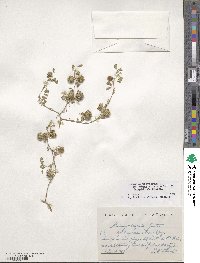 Medicago polymorpha image