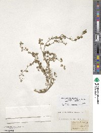 Medicago polymorpha image