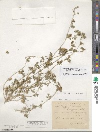 Medicago polymorpha image