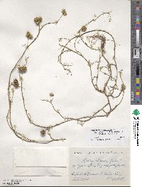 Medicago polymorpha image