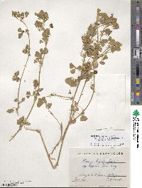 Medicago polymorpha image