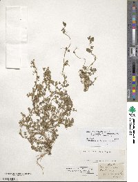 Medicago polymorpha image