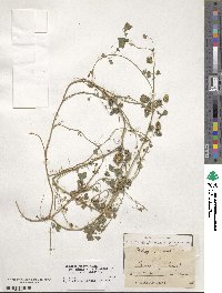 Medicago polymorpha image