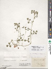 Medicago polymorpha image