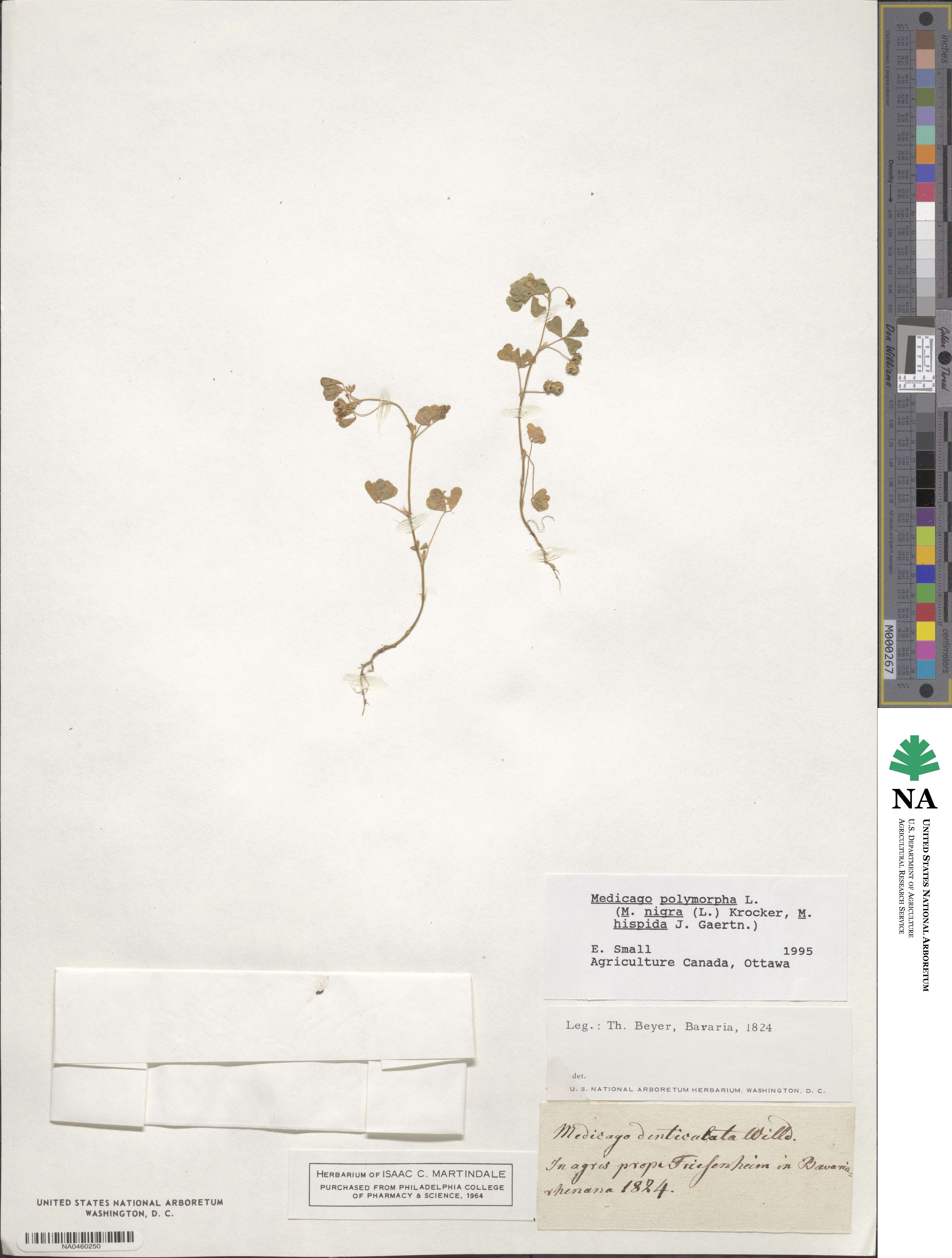 Medicago polymorpha image