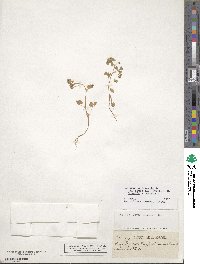 Medicago polymorpha image