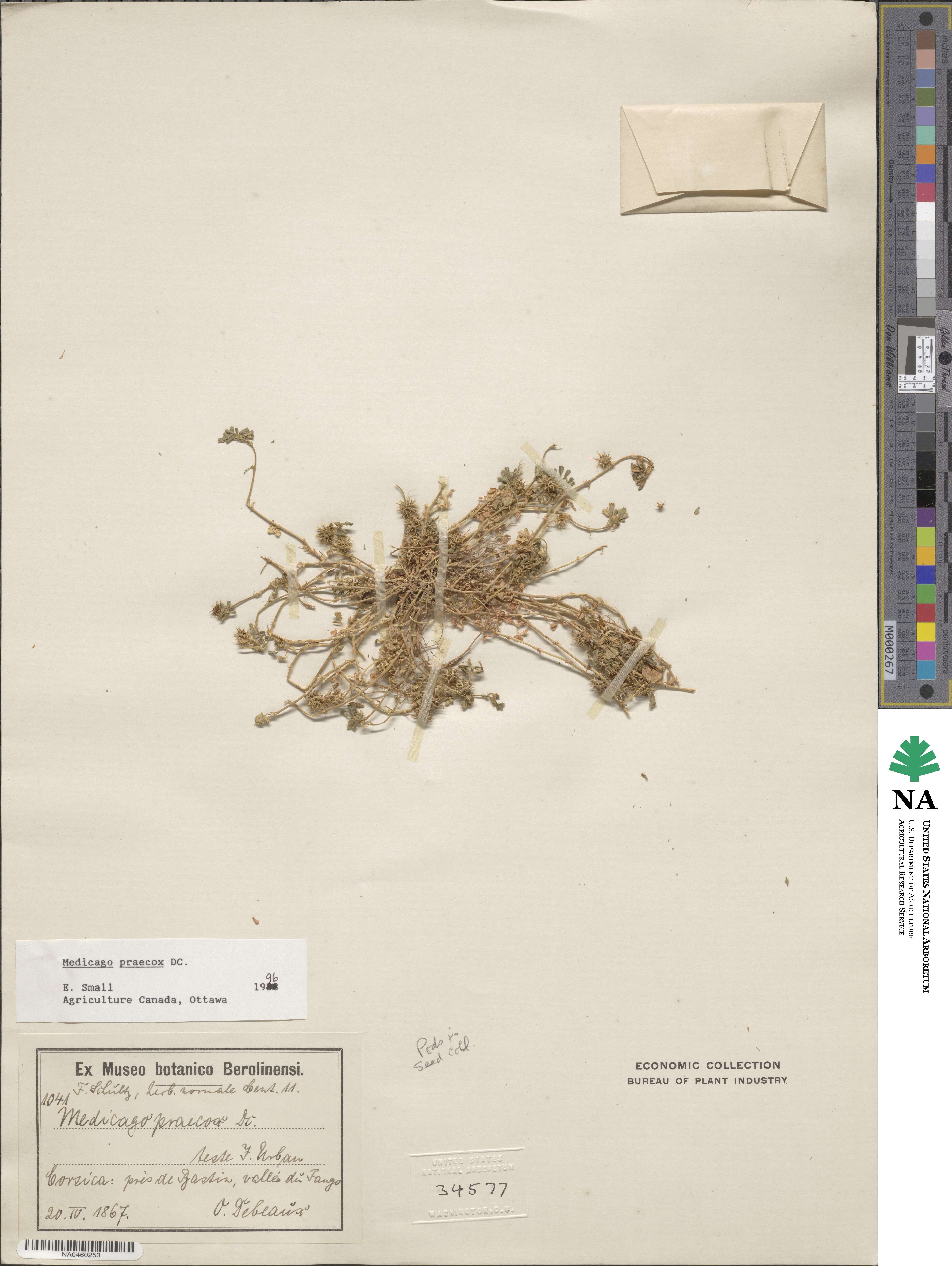 Medicago praecox image