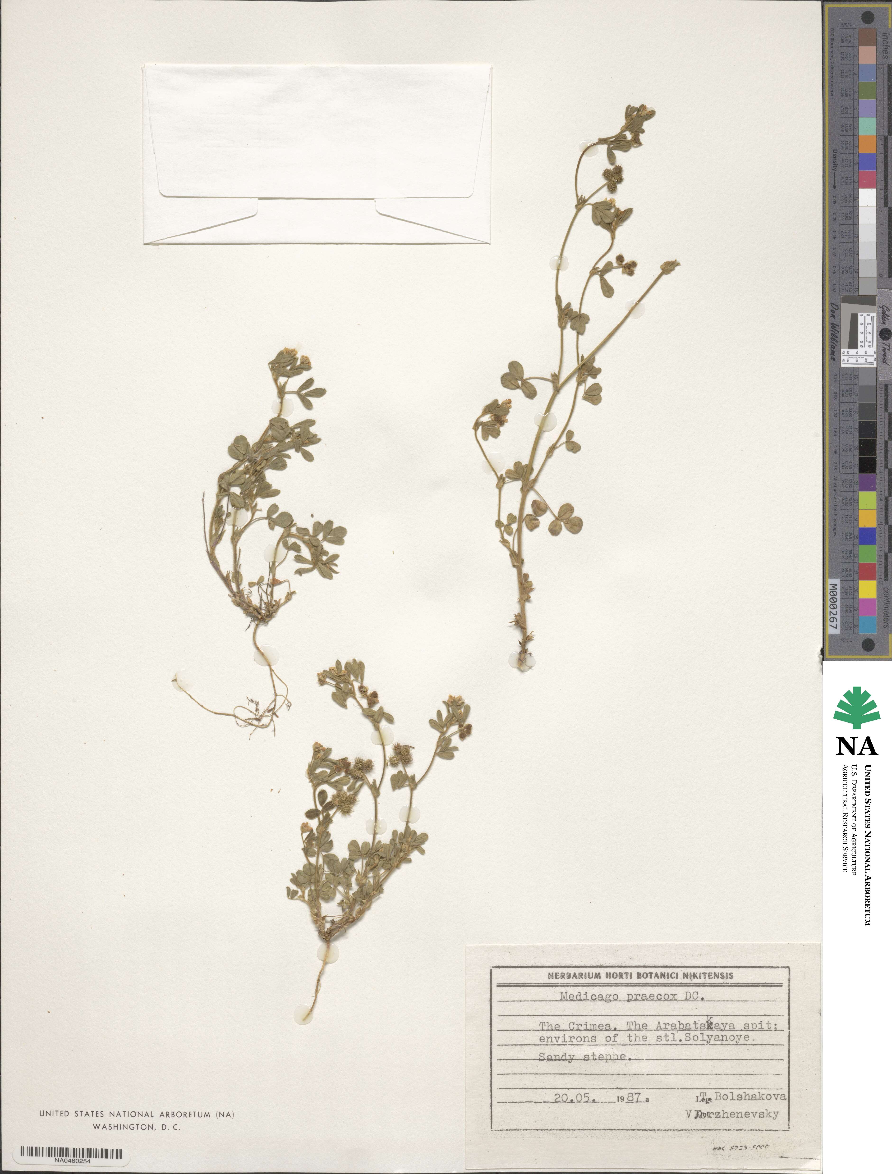 Medicago praecox image