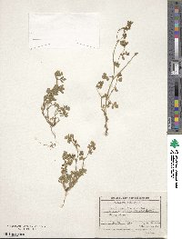 Medicago praecox image