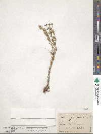 Image of Medicago prostrata