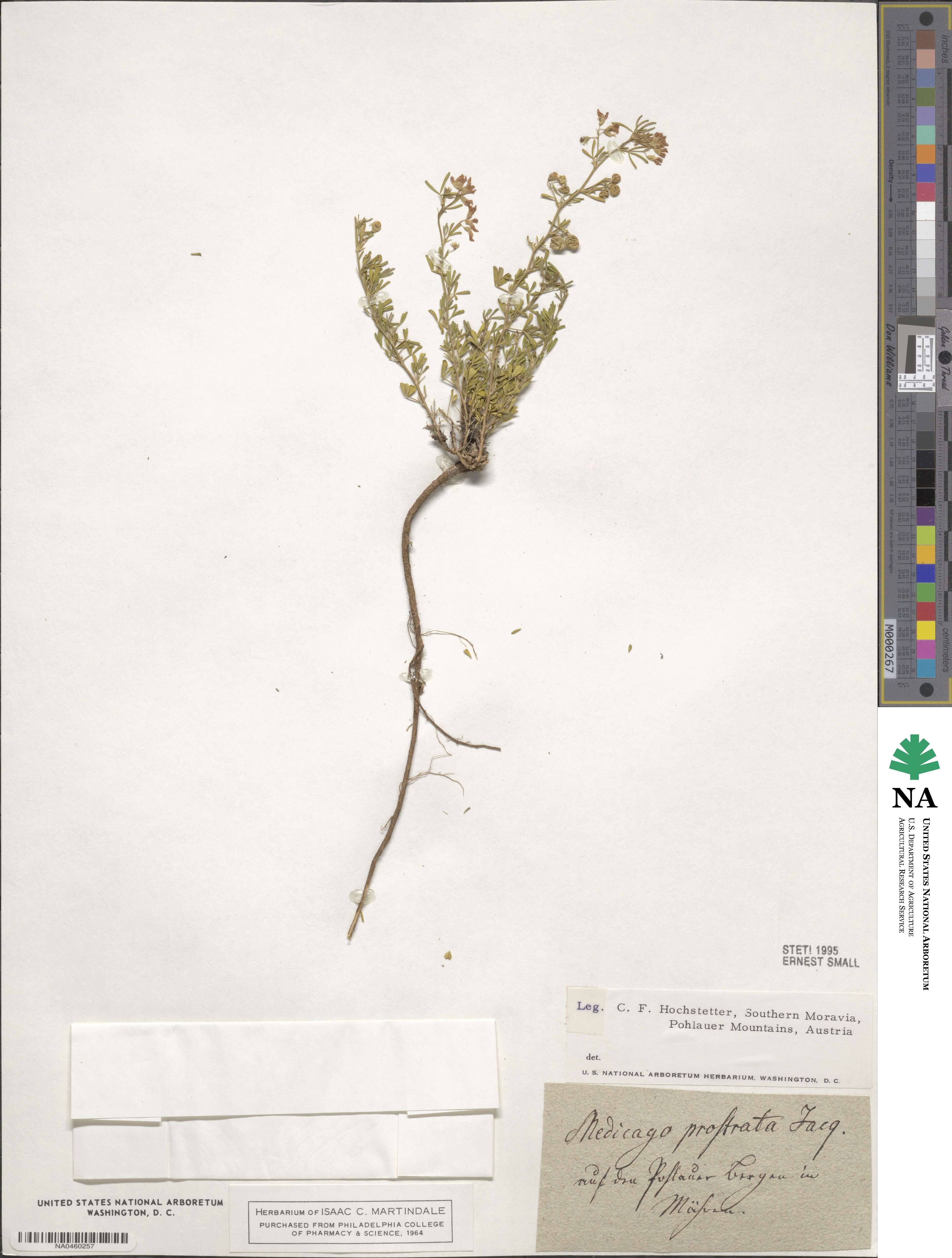 Medicago prostrata image