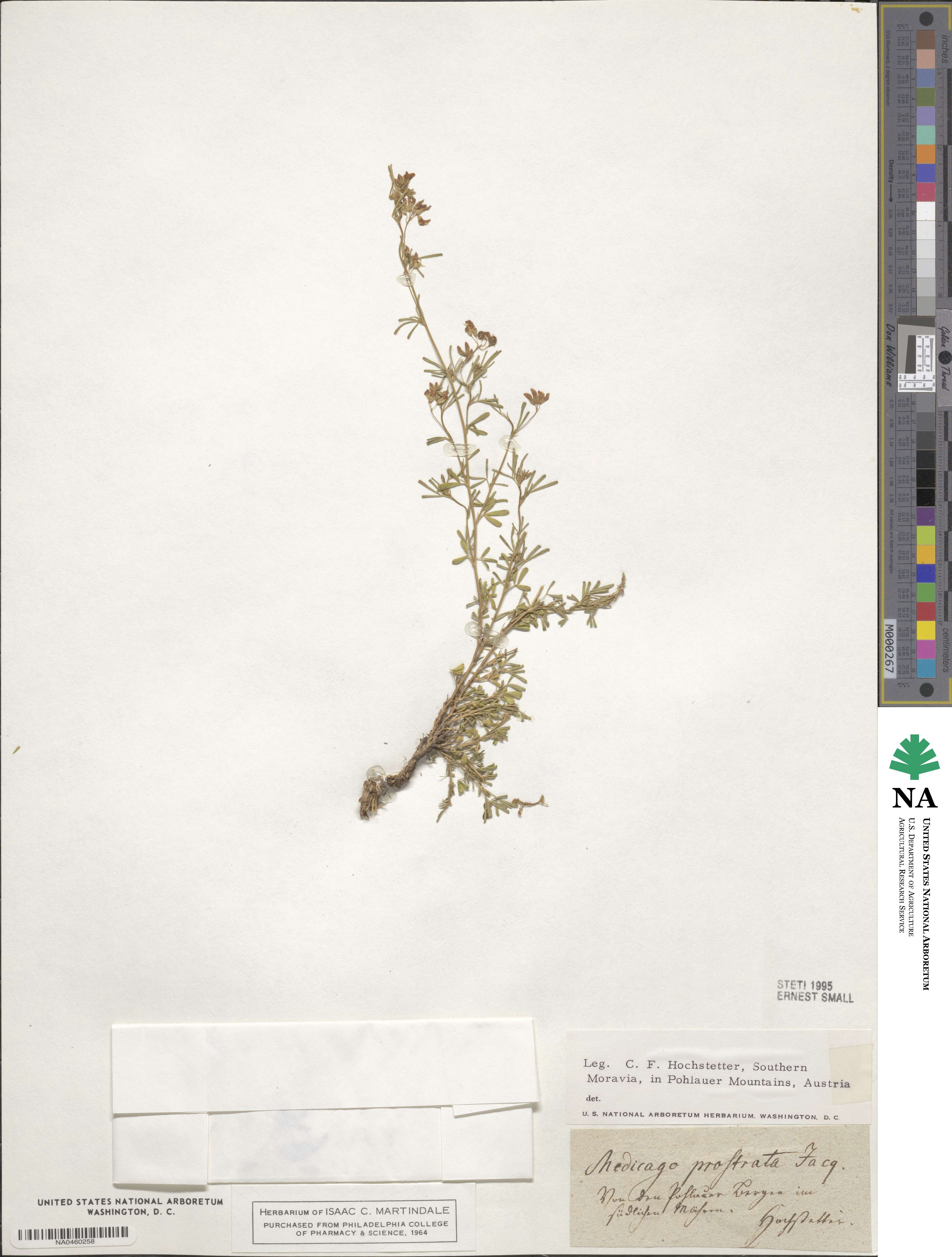 Medicago prostrata image