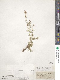 Medicago prostrata image