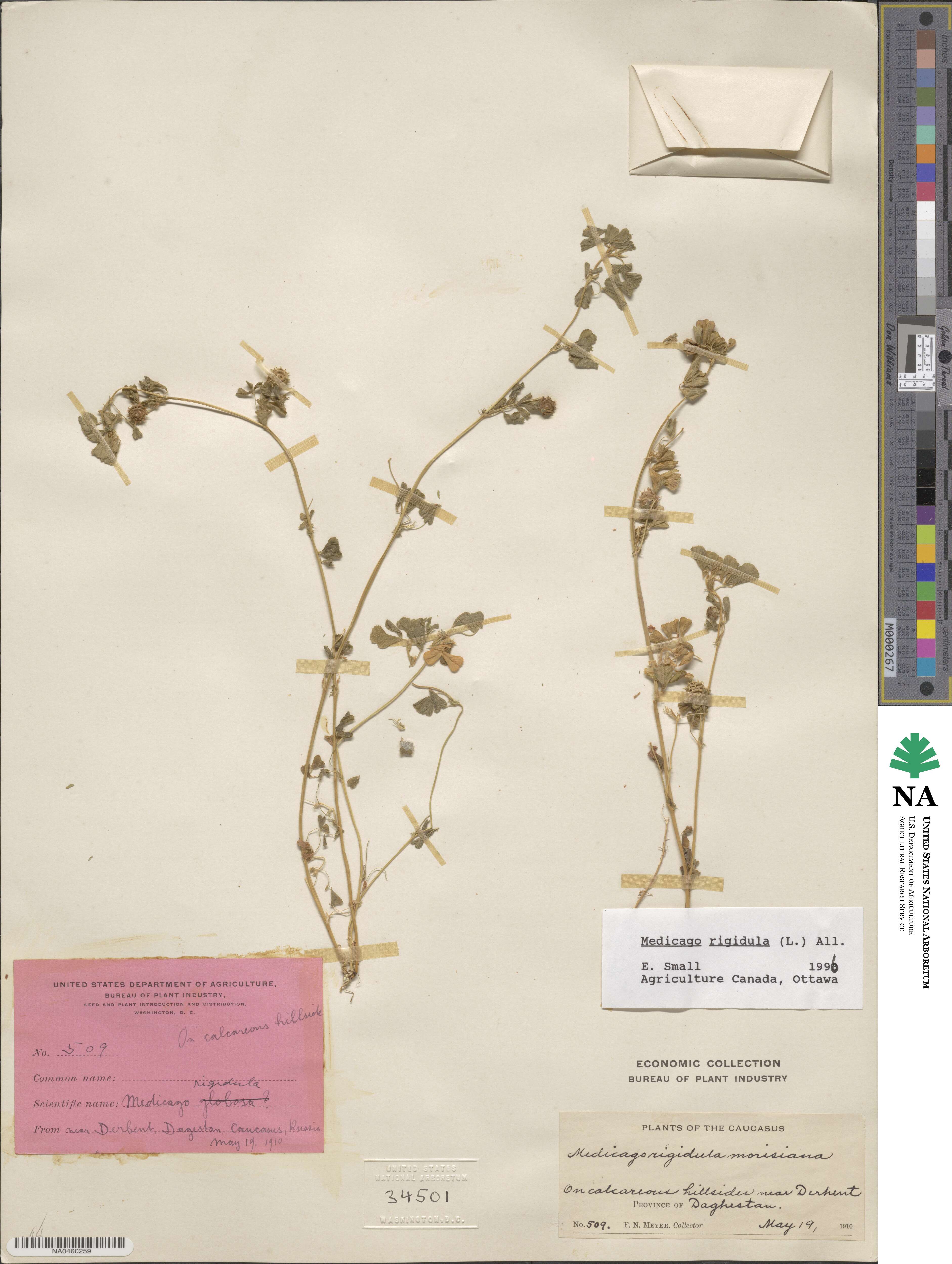 Medicago rigidula image
