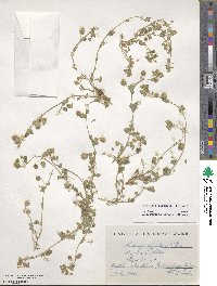 Medicago rigidula image