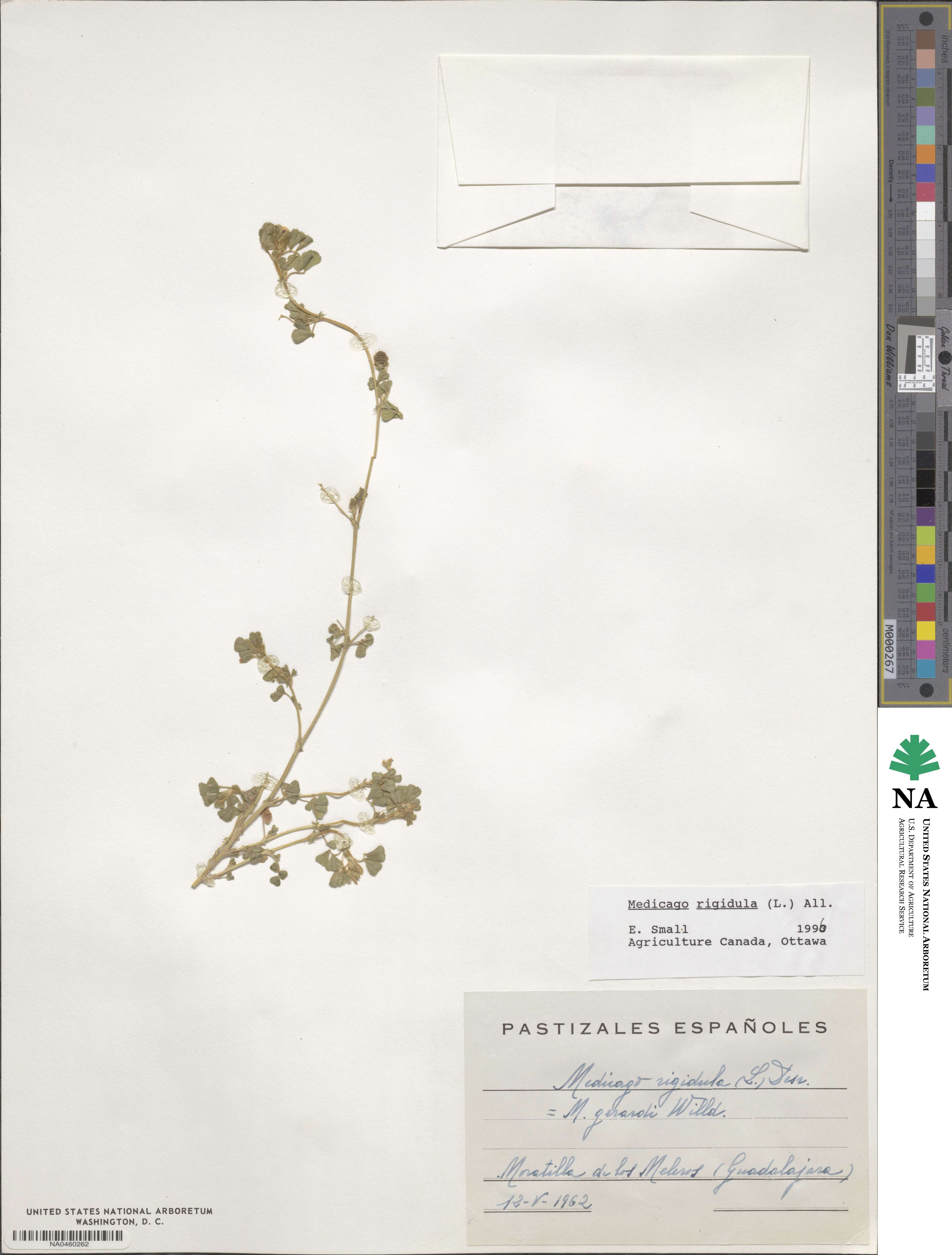 Medicago rigidula image