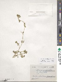 Medicago rigidula image