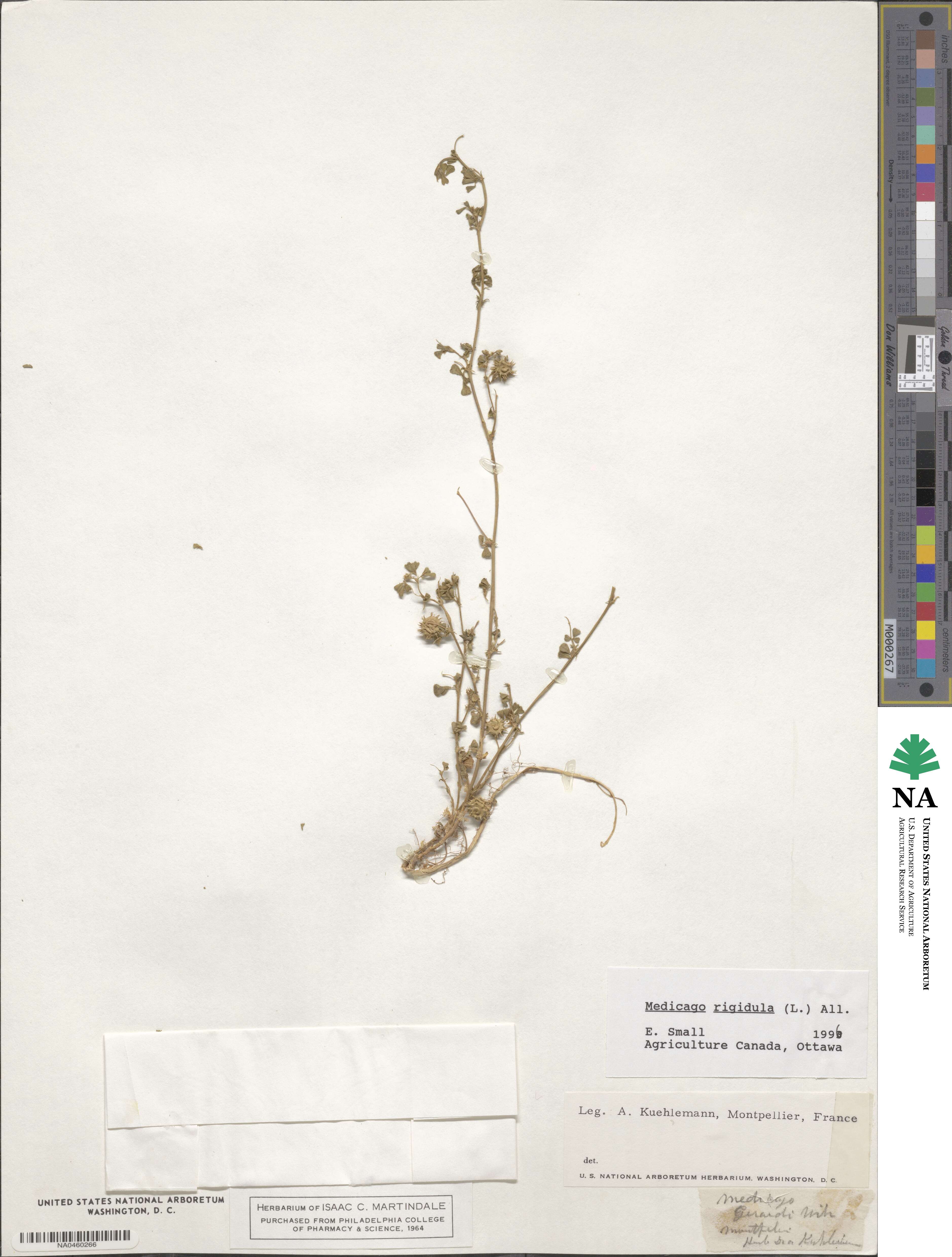 Medicago rigidula image