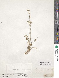 Medicago rigidula image