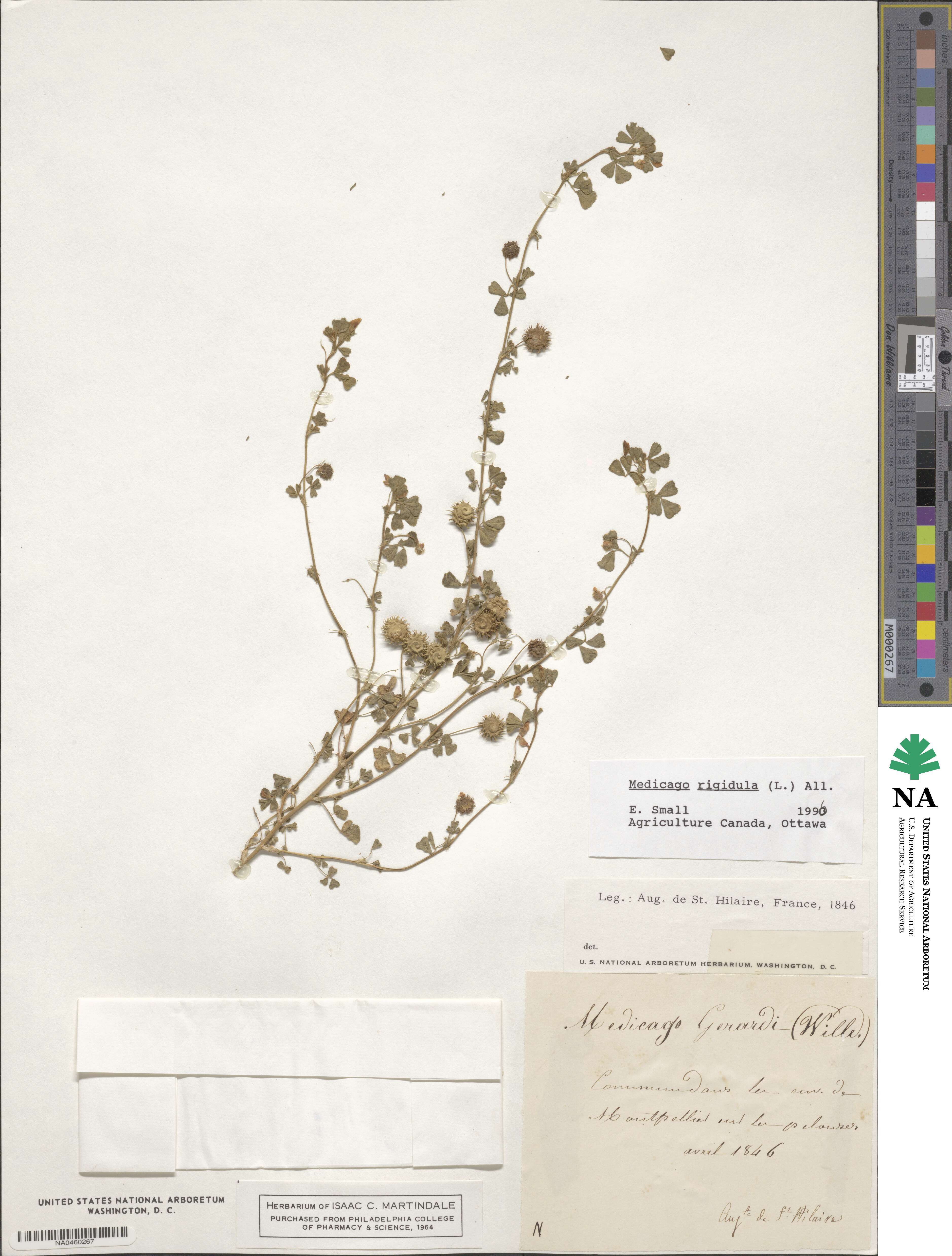Medicago rigidula image