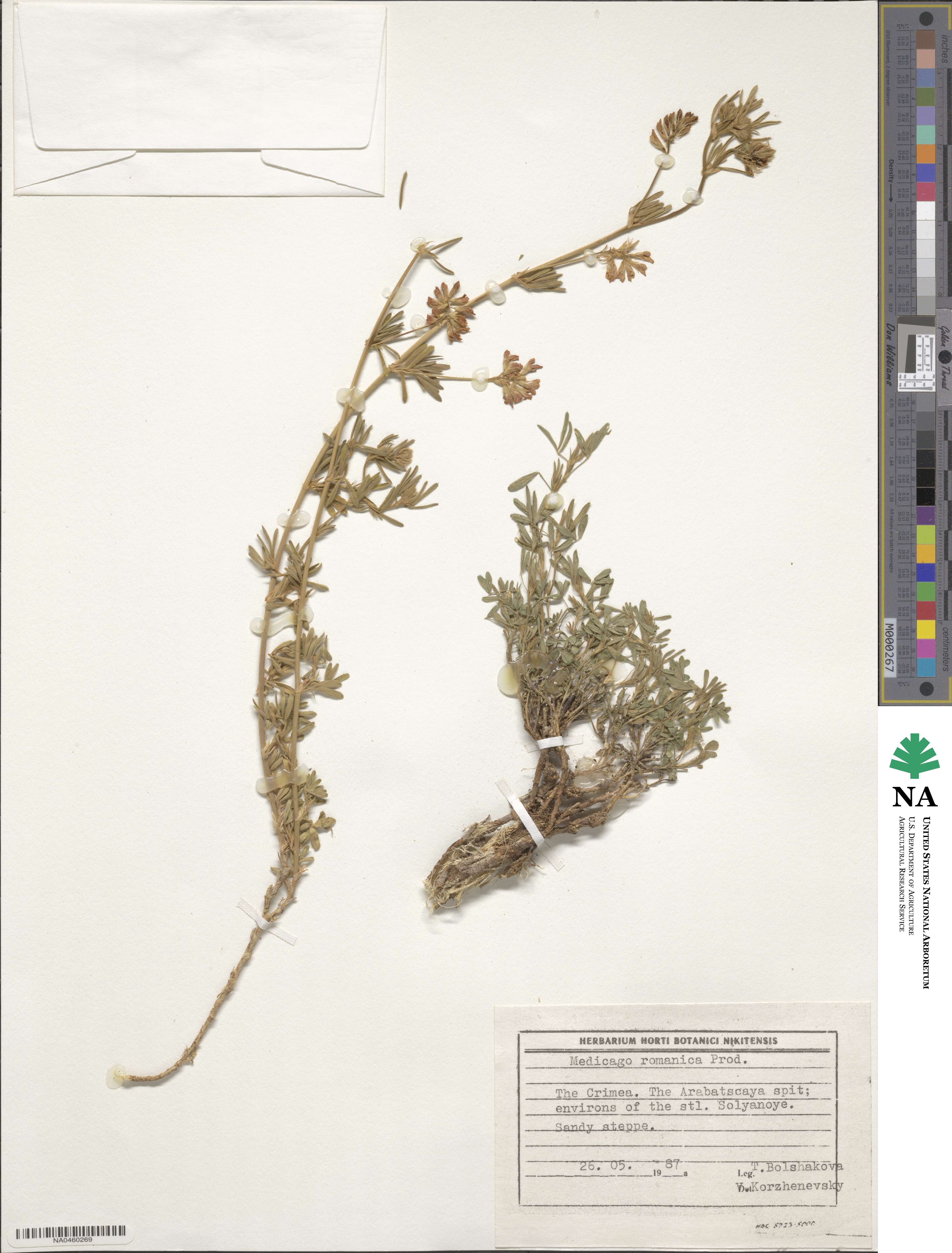 Medicago falcata subsp. falcata image