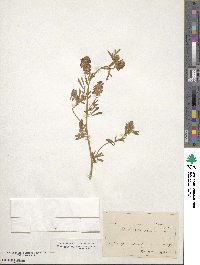 Medicago sativa image