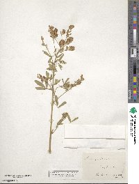 Medicago sativa image