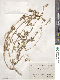 Medicago sativa image