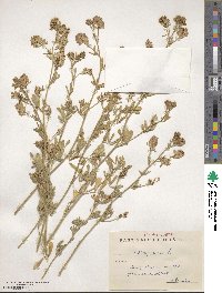 Medicago sativa image