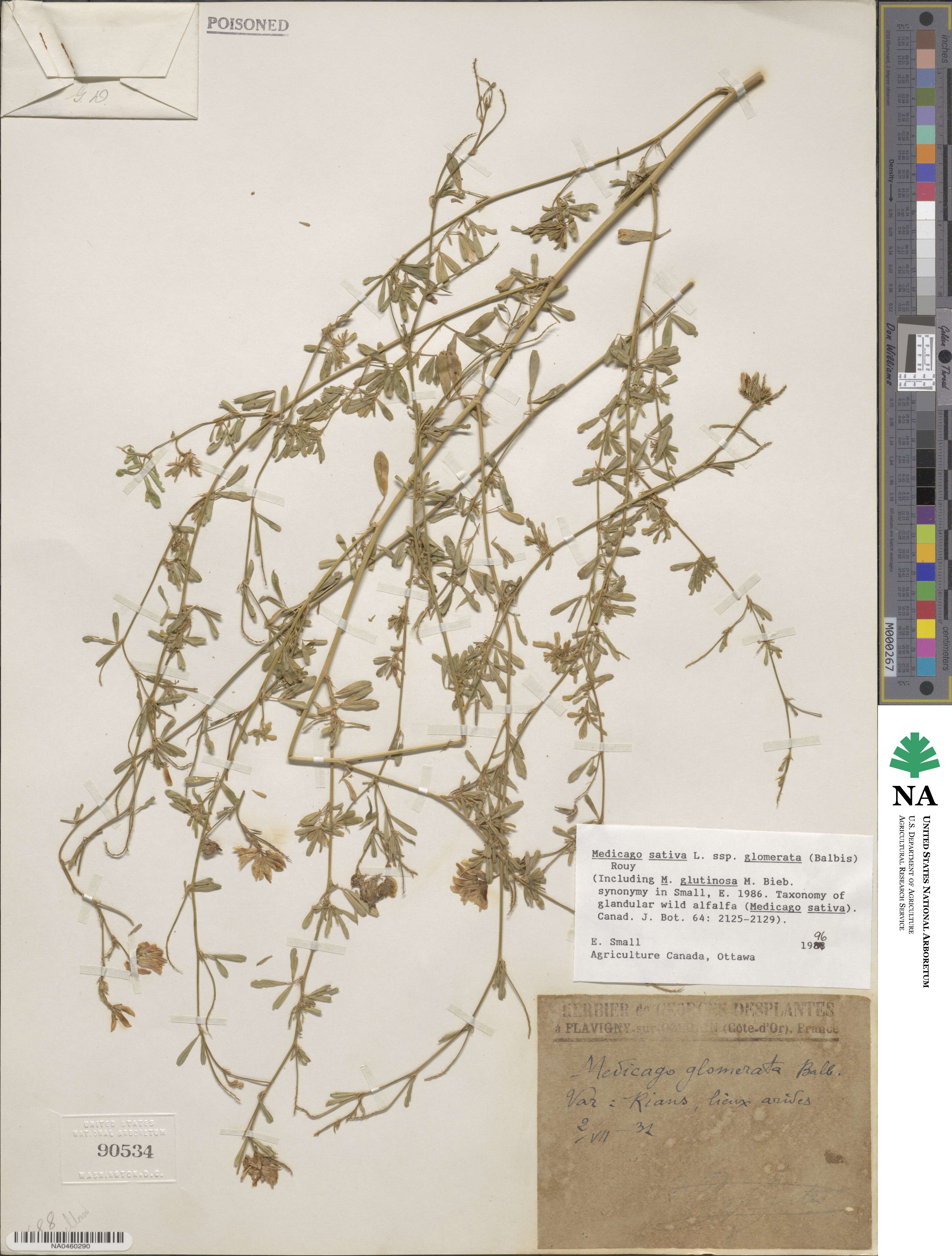 Medicago sativa image