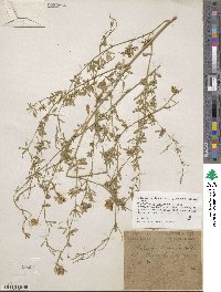 Medicago sativa subsp. glomerata image