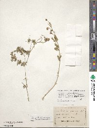 Medicago sativa subsp. glomerata image