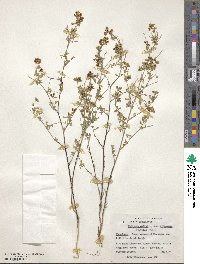 Medicago sativa image