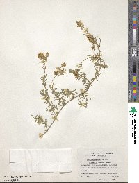 Medicago sativa subsp. glomerata image