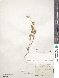 Medicago scutellata image