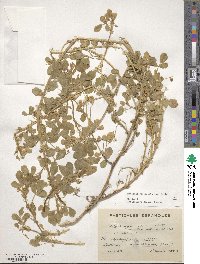 Medicago scutellata image