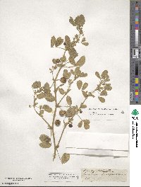 Medicago scutellata image