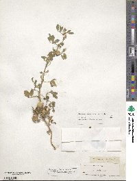 Medicago scutellata image