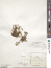 Medicago suffruticosa image