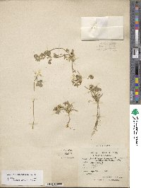 Medicago truncatula image