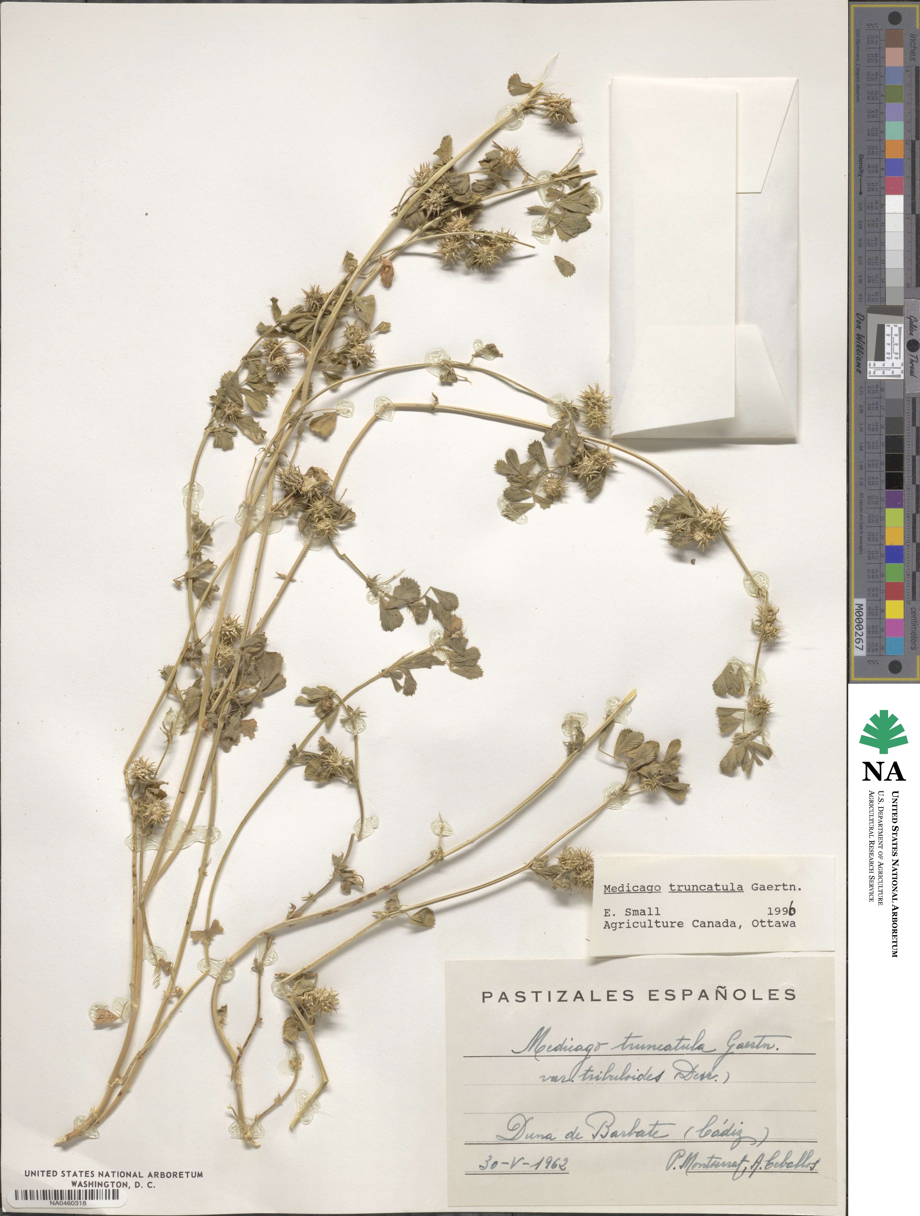 Medicago truncatula image