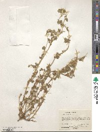 Medicago turbinata image