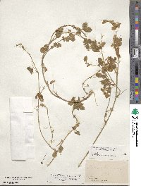 Medicago turbinata image