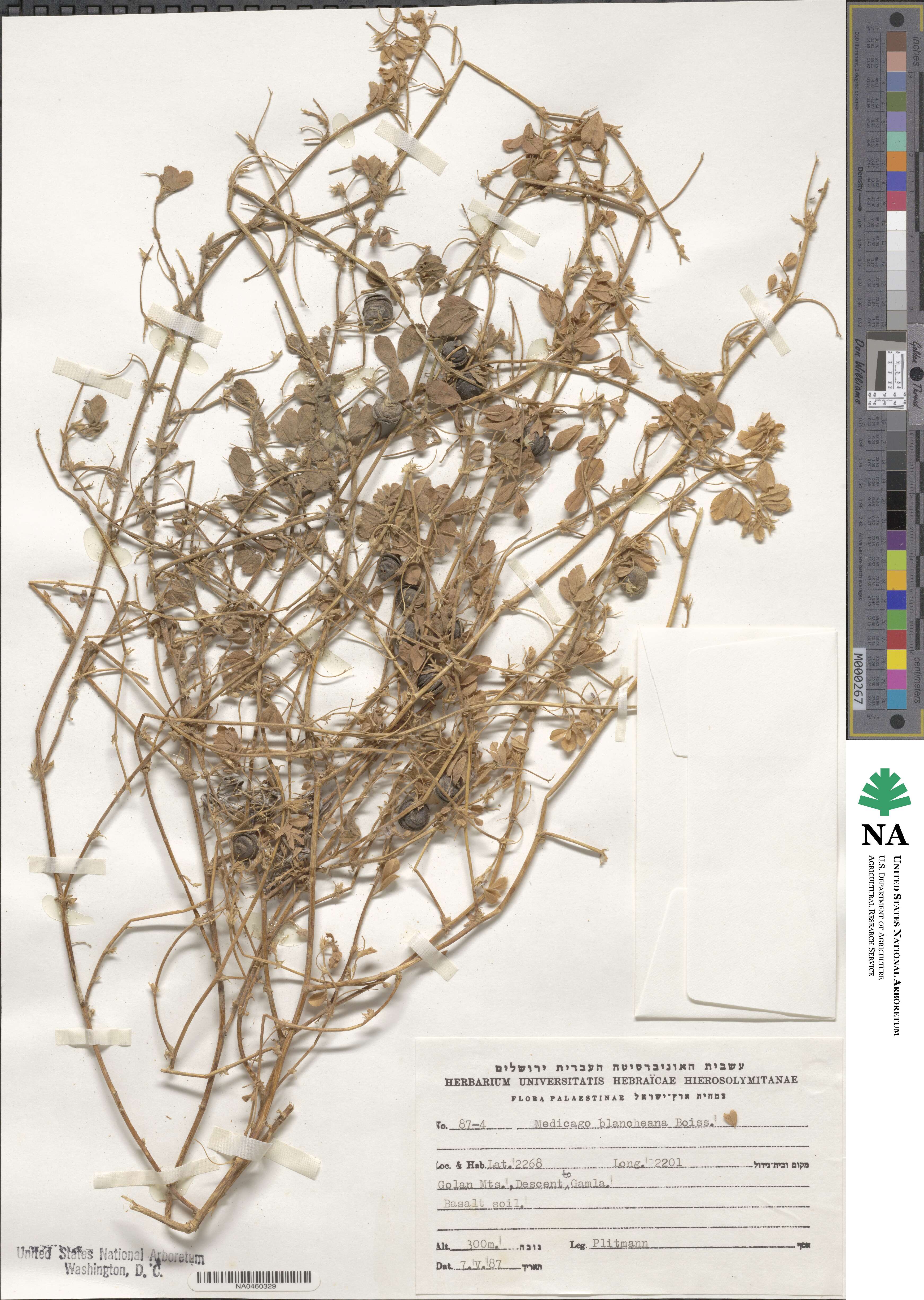 Medicago ×blancheana image