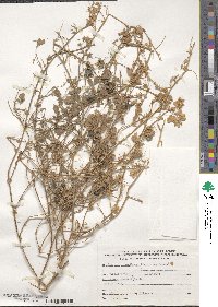 Medicago ×blancheana image