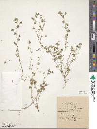 Medicago coronata image