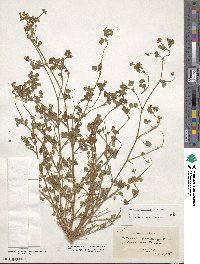 Medicago coronata image