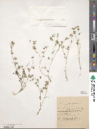 Medicago coronata image