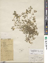 Medicago edgeworthii image