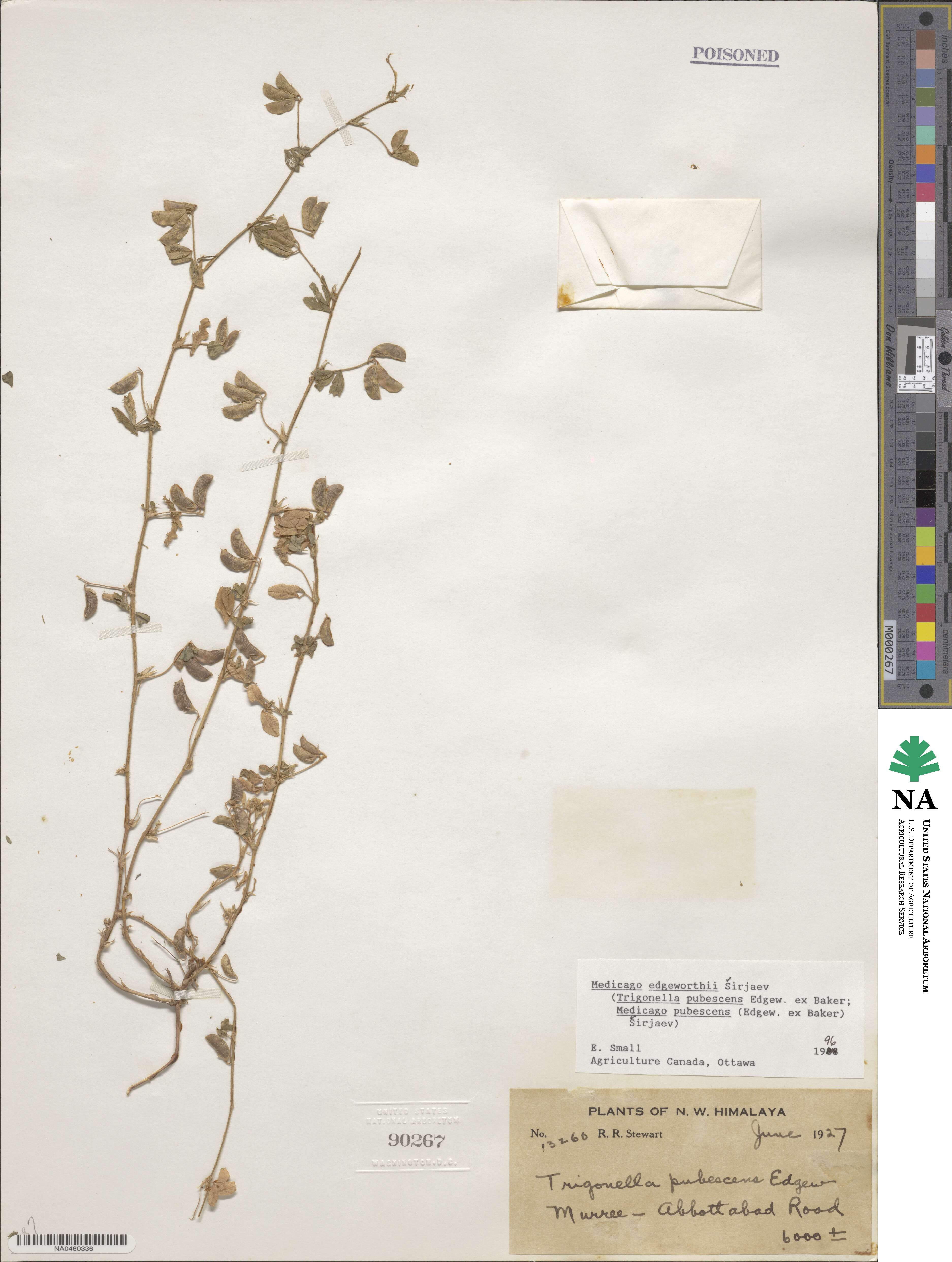 Medicago edgeworthii image